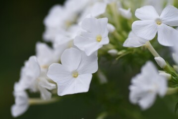 Fototapeta na wymiar Phlox paniculata white flowers. Polemoniaceae perennial plant.