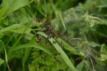 Grass with  Processionary Caterpillars building their nest