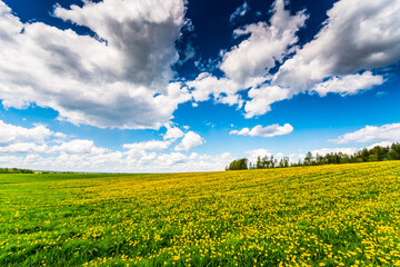 Obraz premium Meadow in the woods covered in dandelions on a cloudy spring day