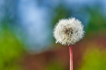 Obraz premium White ball of dandelion flower in rays of sunlight on colorful background
