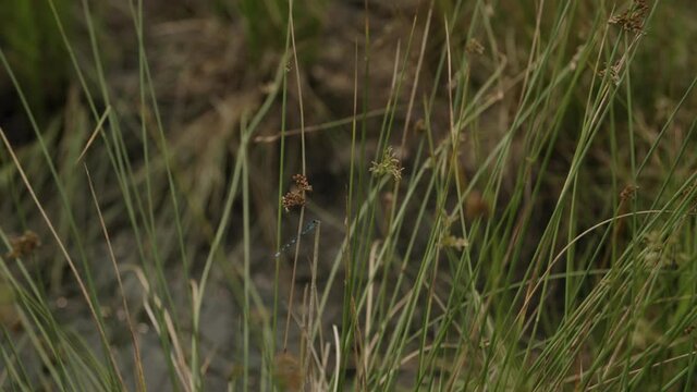 Dragonfly in Tall Grass - 4K