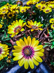 yellow flowers