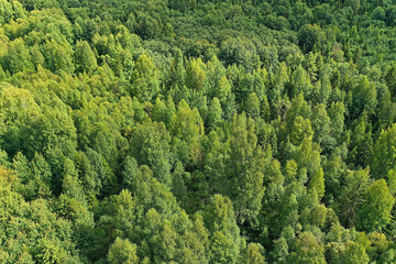 summer forest top view drone, background green trees panorama landscape