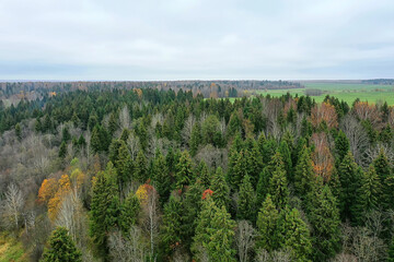 autumn forest without leaves top view with drone, nature background landscape