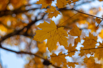 Naklejka na ściany i meble Yellow maple leaf close-up against a blue sky. Autumn leaf fall. Yellow foliage, background for wallpaper.