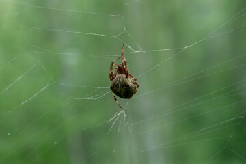 Big spider spins a web. Spider close-up, macro. Araneus diadematus.