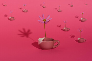 Flowers in cups. The concept of tea drink and rest. Isolated on pink background. 