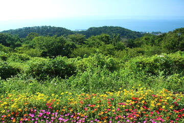 高麗山公園　俯瞰