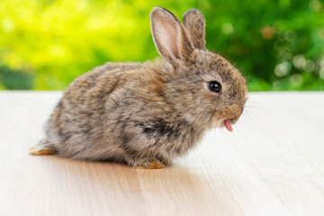 Easter animal concept. Lovely baby gray rabbit bunny looking at something while sitting alone on the wooden over blurred green nature background.