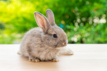 Easter animal concept. Lovely baby gray rabbit bunny looking at something while sitting alone on the wooden over blurred green nature background.