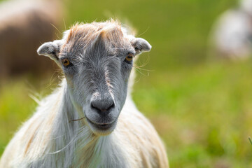 Portrait of a cute young goat