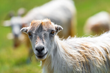 Portrait of a cute young goat