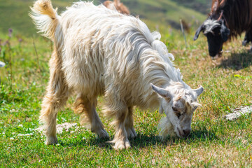 Naklejka na ściany i meble Goat grazes on a green meadow