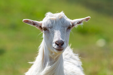 Portrait of a cute young goat