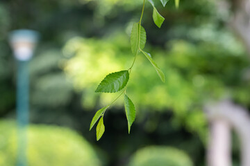 Leaves waving in the wind