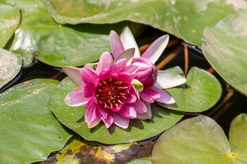 Beautiful pink lily blooming in summer