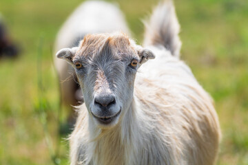 Portrait of a cute young goat