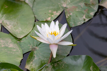 Beautiful white lily blooming in summer