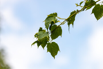 Green branch in front of the blue sky