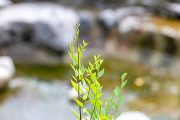Green branch waving in front of river with stones
