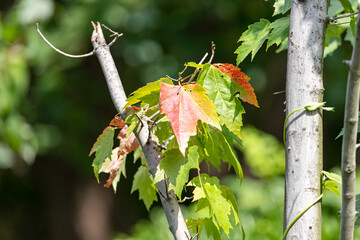 Red and green leaves on a branch with nice blurred baackground