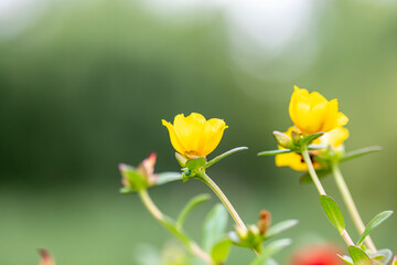 Yellow flowers with blurred background