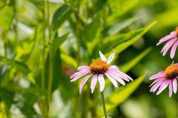 small white butterfly on pink coneflower