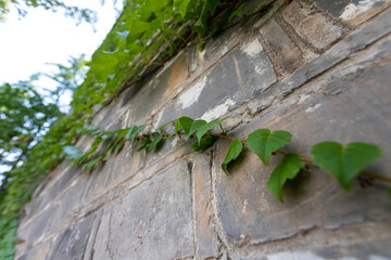 Plant crawling up the wall