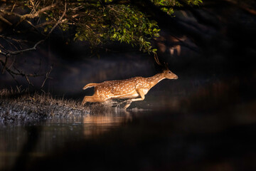 Sundarban is the natural habitat of the world’s Royal Bengal Tiger and spotted Deer❤️
Deer is very common in the Soundarbans. It is one of the most beautiful dear in the world.