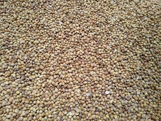 Coriander seeds, spicy food ingredients