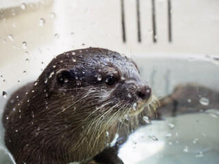 I saw penguins and geese at an aquarium in Tokyo.