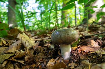 Mushroom russula close-up in a summer forest