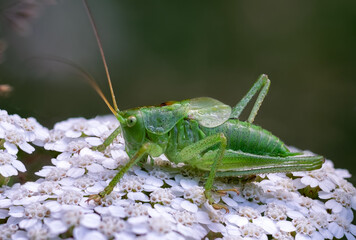 A large green grasshopper sits on a flowering yarrow