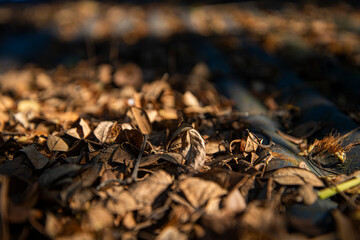 Tree leaves