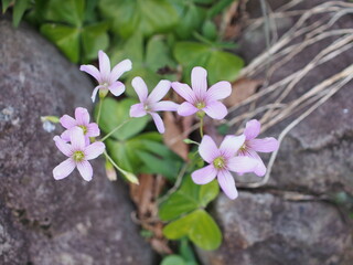 ムラサキカタバミ