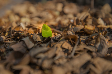 Tree leaves