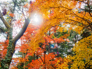 Autumn landscape in Japan