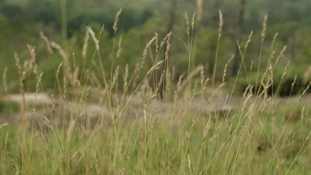 Tall Grass- 4K - Lake Muskoka - Straight on shot