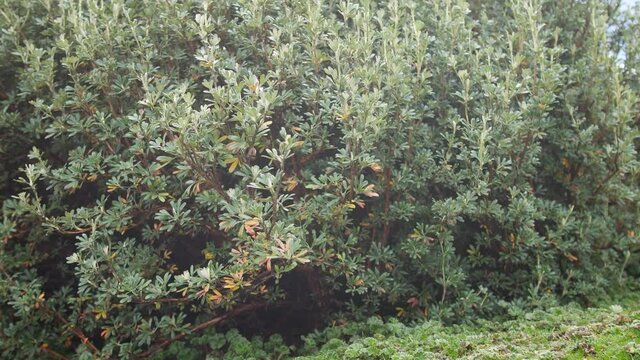 A tree of polylepis moves through the wind on a cold day in the highlands of South America