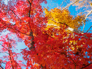 Autumn landscape in Japan