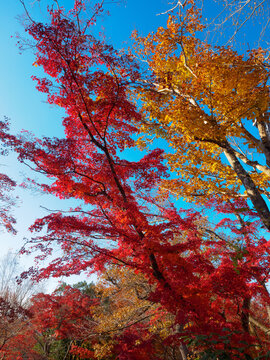 Autumn landscape in Japan