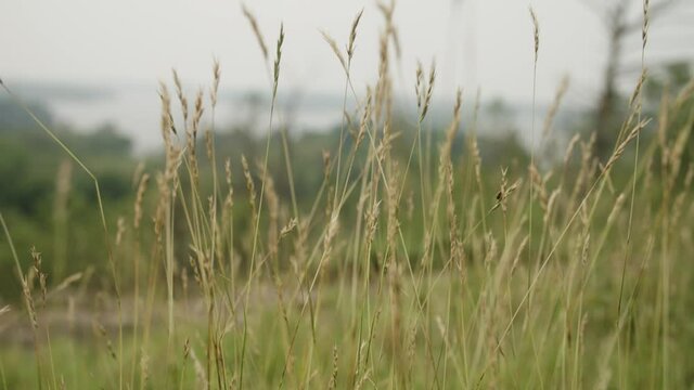 Tall Grass - Lake Muskoka Lookout - 4K