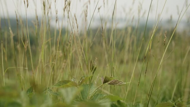 Tall Grass - 4K - Lake Muskoka Lookout - Rise up shot