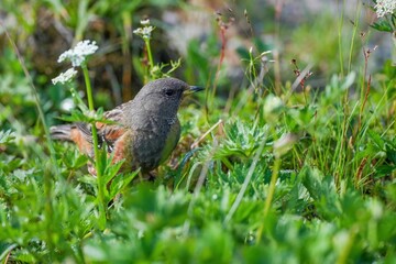 高山植物に囲まれてくつろぐイワヒバリ＠長野