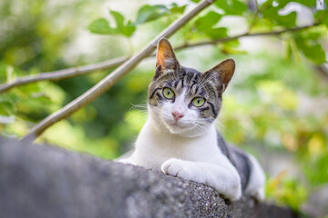 Naklejka na ściany i meble Japanese wild cat