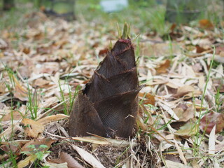 孟宗竹　タケノコ