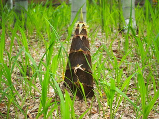 孟宗竹　タケノコ