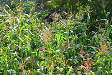 Corn field in the summer, growing green plants