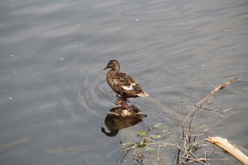 Mallard Standing On Water, Gold Bar Park, Edmonton, Alberta