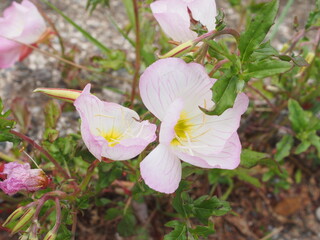 ヒルザキツキミソウ